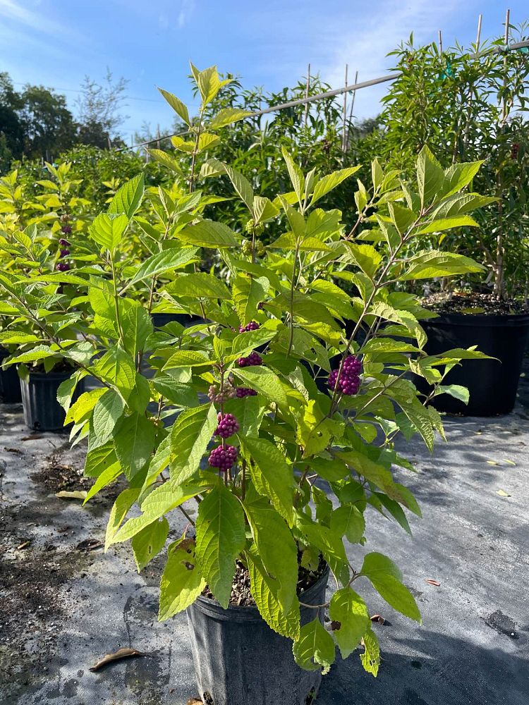 callicarpa-americana-american-beautyberry