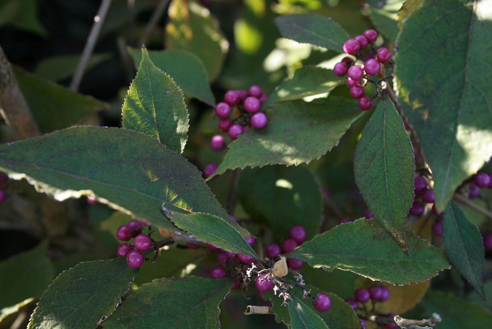callicarpa-bodinieri-profusion-bodinier-beautyberry