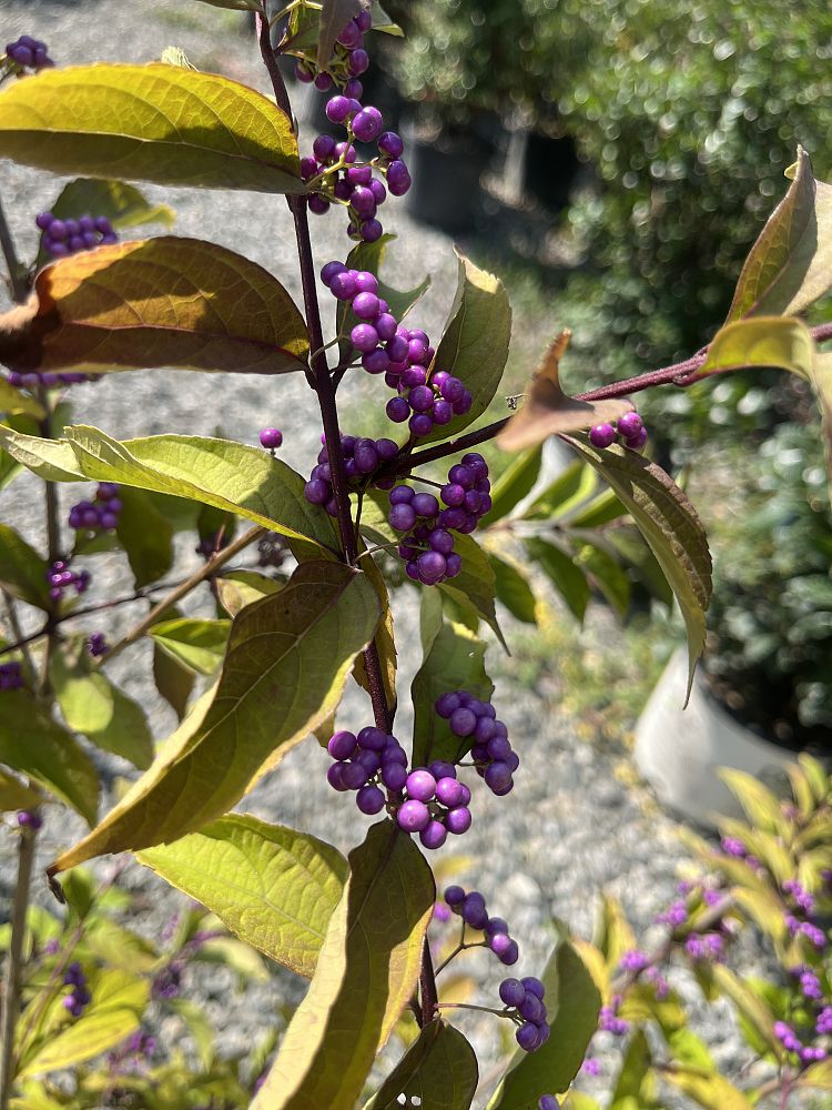 callicarpa-dichotoma-early-amethyst-purple-beautyberry