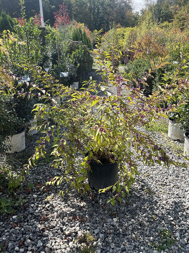 callicarpa-dichotoma-early-amethyst-purple-beautyberry