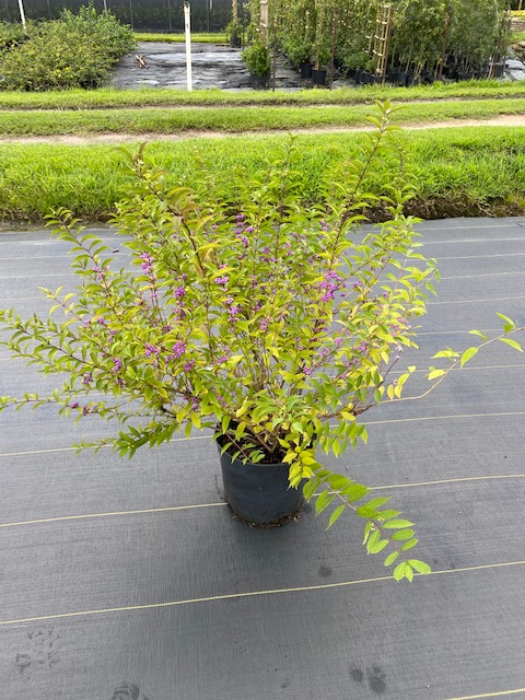 callicarpa-dichotoma-issai-purple-beautyberry-purple-pride