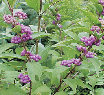 callicarpa-dichotoma-purple-beautyberry