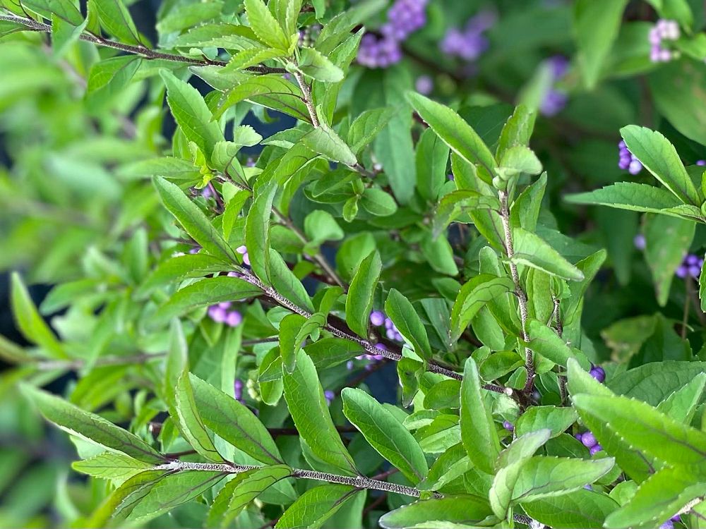 callicarpa-dichotoma-purple-beautyberry