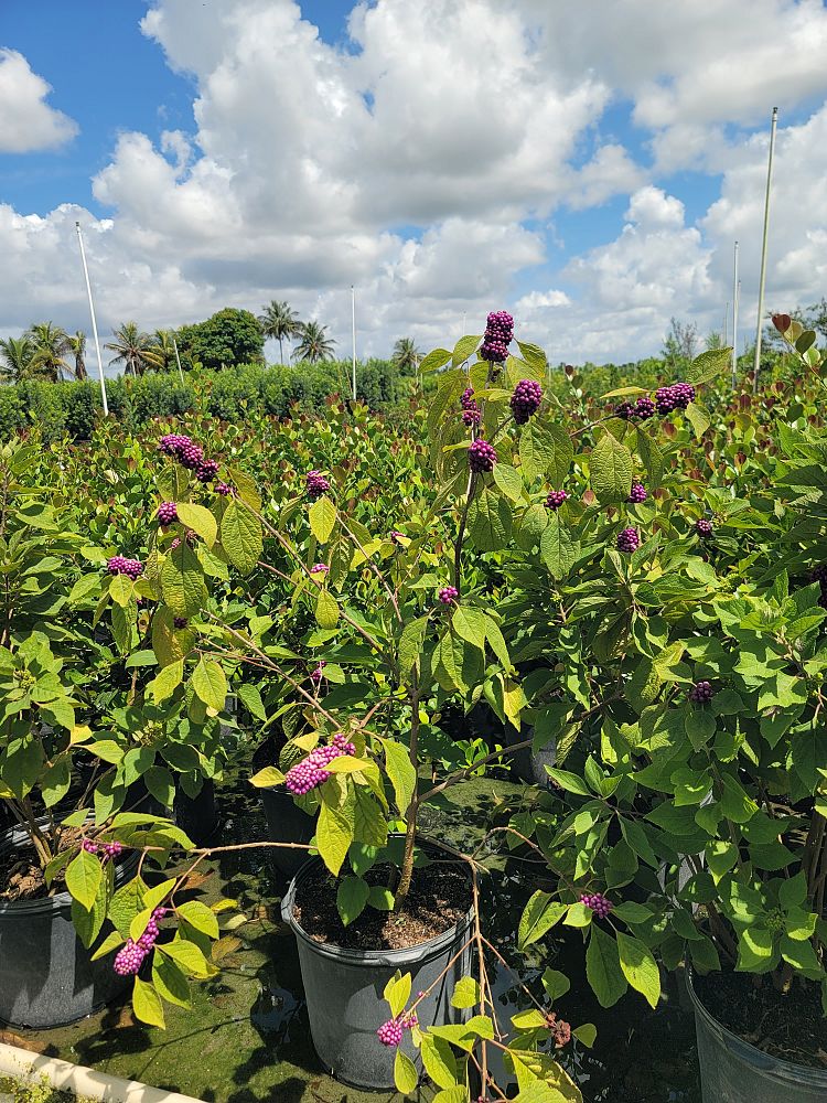 callicarpa-rubella-beauty-berry