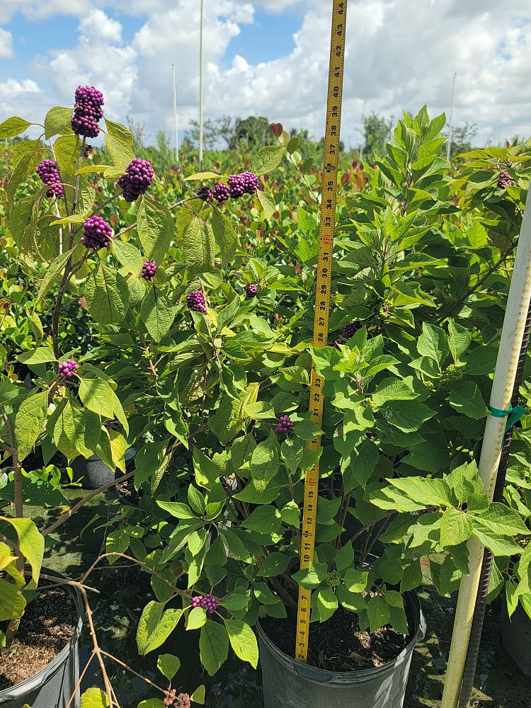 callicarpa-rubella-beauty-berry