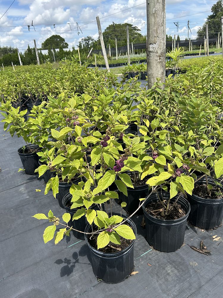 callicarpa-rubella-beauty-berry