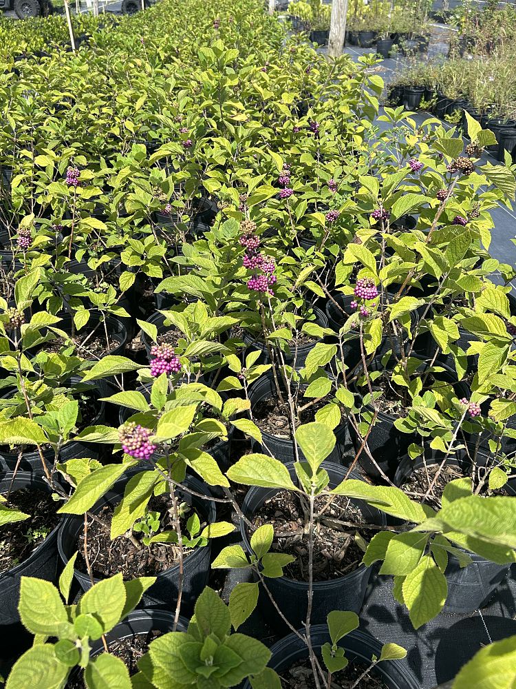 callicarpa-rubella-beauty-berry
