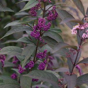 callicarpa-x-nccx2-pearl-glam-reg-beautyberry