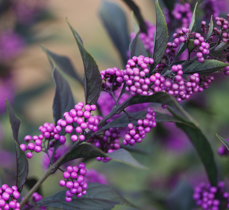 callicarpa-x-nccx2-pearl-glam-reg-beautyberry