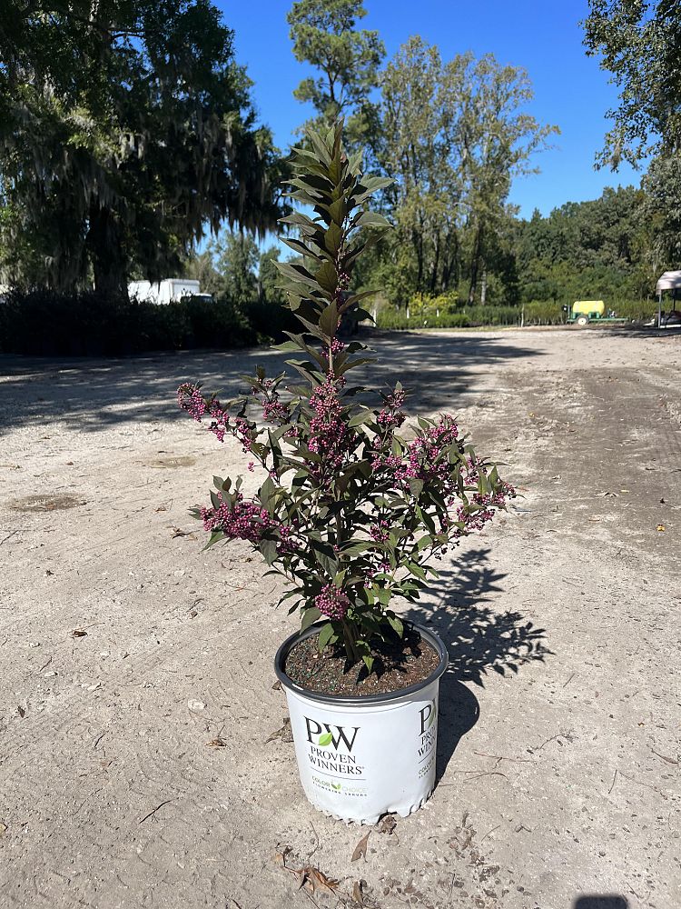 callicarpa-x-nccx2-pearl-glam-reg-beautyberry