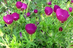 callirhoe-involucrata-praire-wine-cups