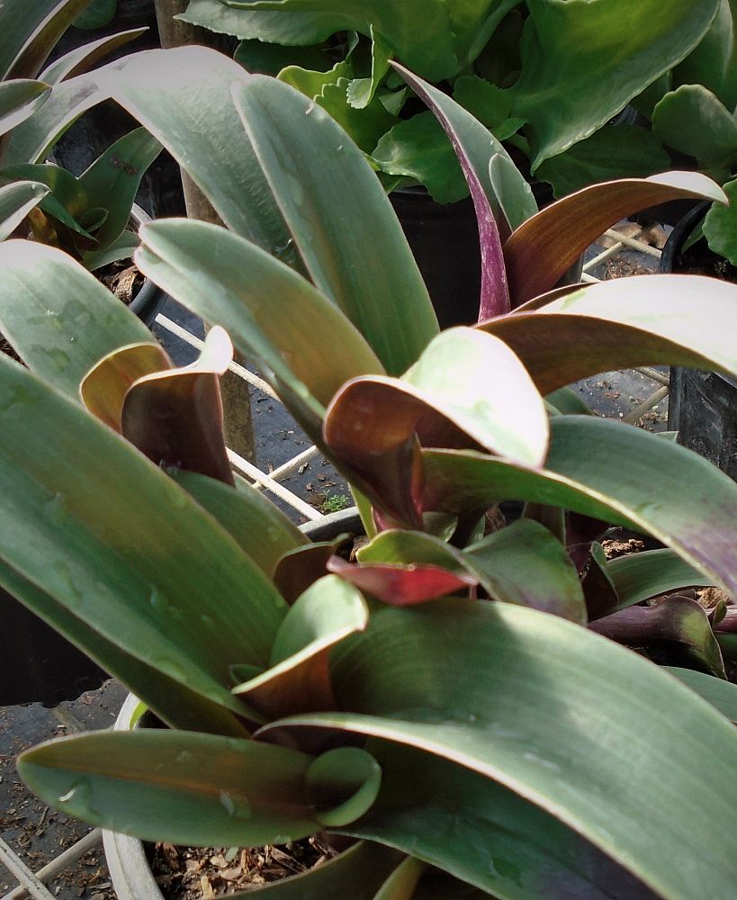 callisia-fragrans-tampicana-chain-plant-false-bromeliad-inch-plant-streaked-false-bromeliad-basket-plant