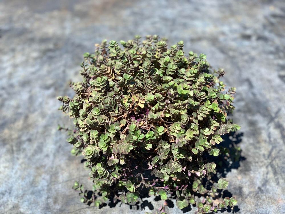 callisia-repens-chain-plant-inch-plant-turtle-vine-bolivian-jew
