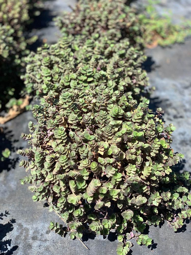 callisia-repens-chain-plant-inch-plant-turtle-vine-bolivian-jew