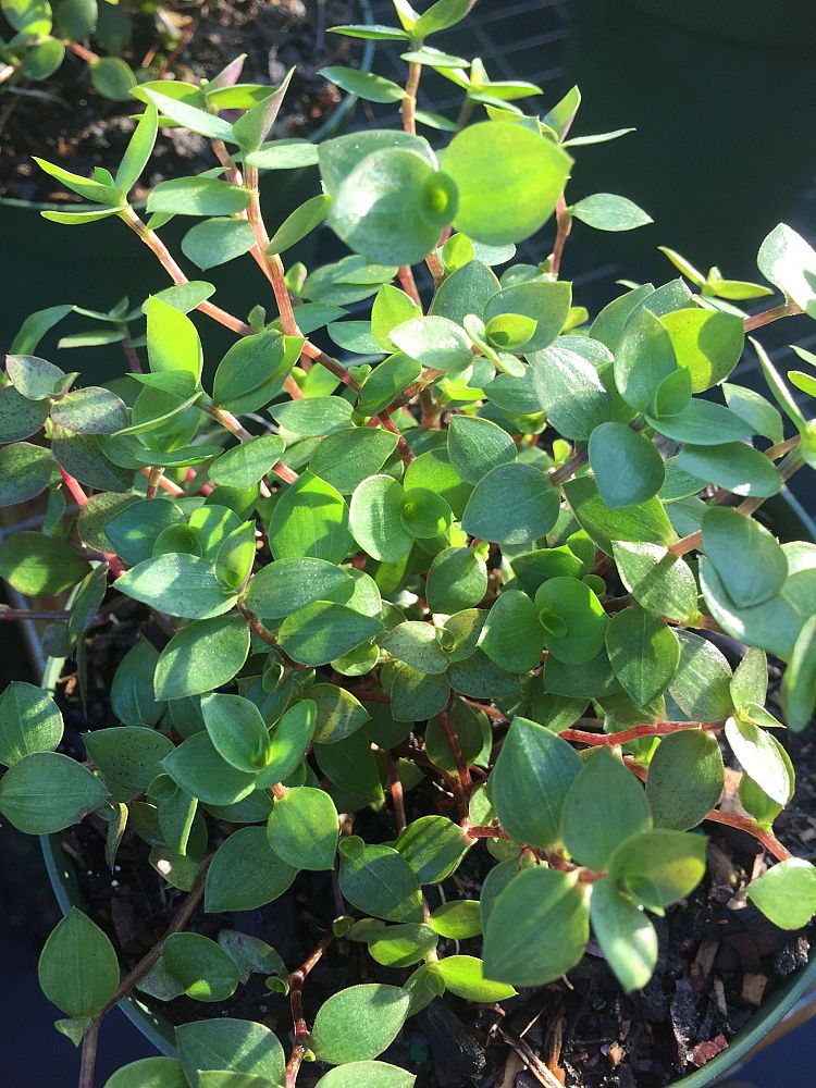 callisia-repens-chain-plant-inch-plant-turtle-vine-bolivian-jew