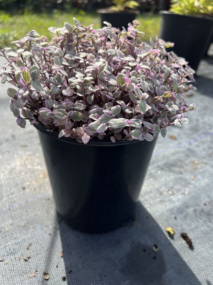 callisia-repens-chain-plant-inch-plant-turtle-vine-bolivian-jew