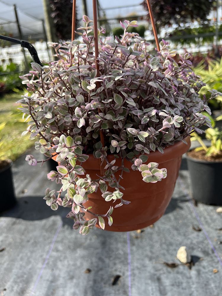 callisia-repens-chain-plant-inch-plant-turtle-vine-bolivian-jew