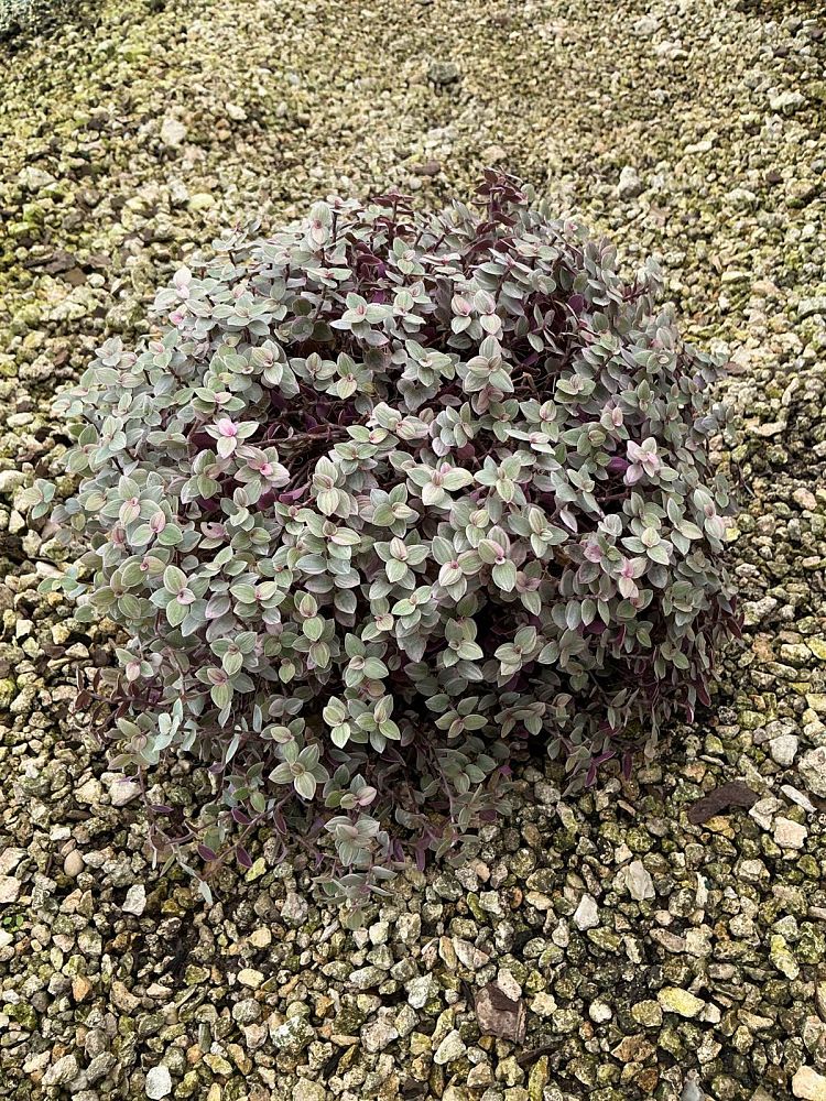 callisia-repens-chain-plant-inch-plant-turtle-vine-bolivian-jew