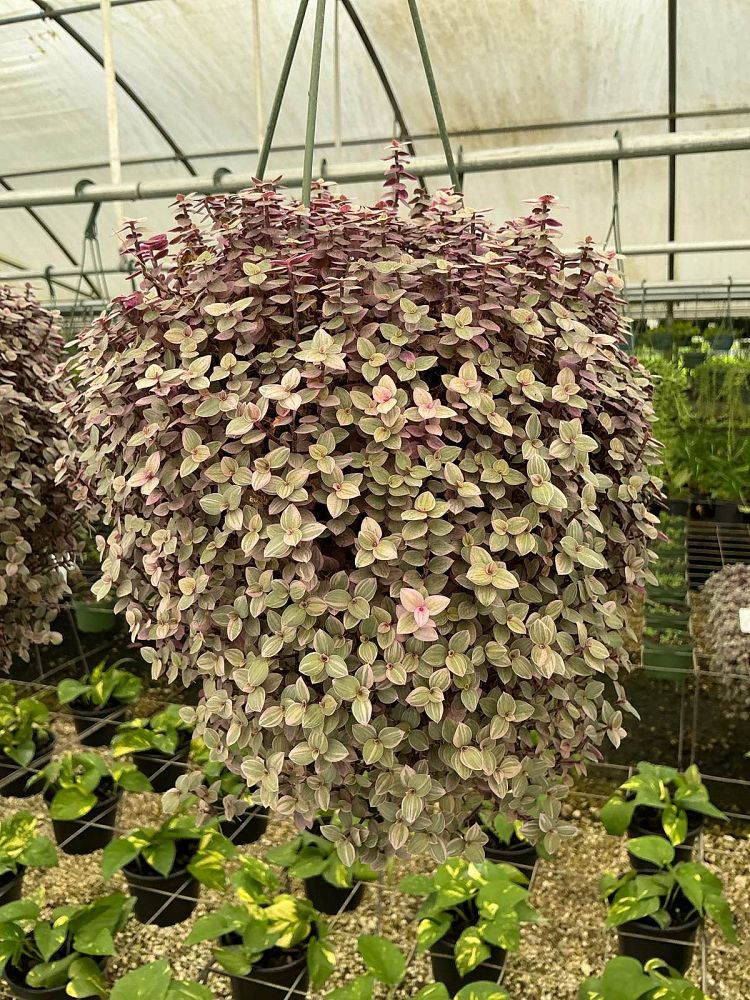 callisia-repens-chain-plant-inch-plant-turtle-vine-bolivian-jew