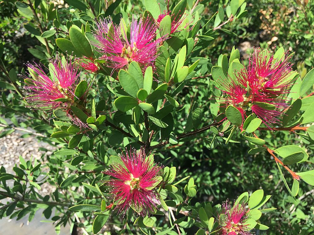 callistemon-bottle-pop-neon-pink-bottlebrush