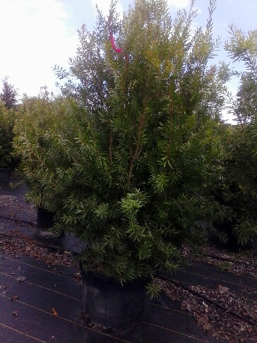 Podocarpus macrophyllus