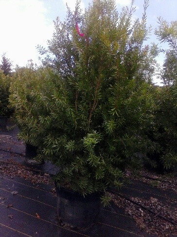 callistemon-bottlebrush
