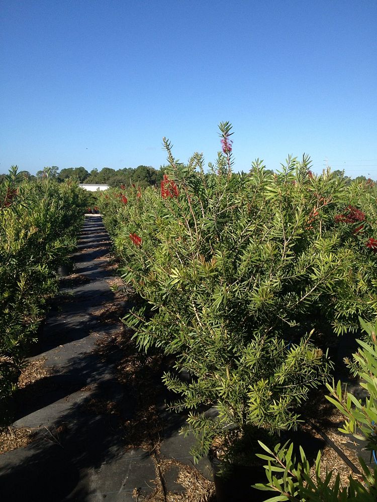 callistemon-bottlebrush