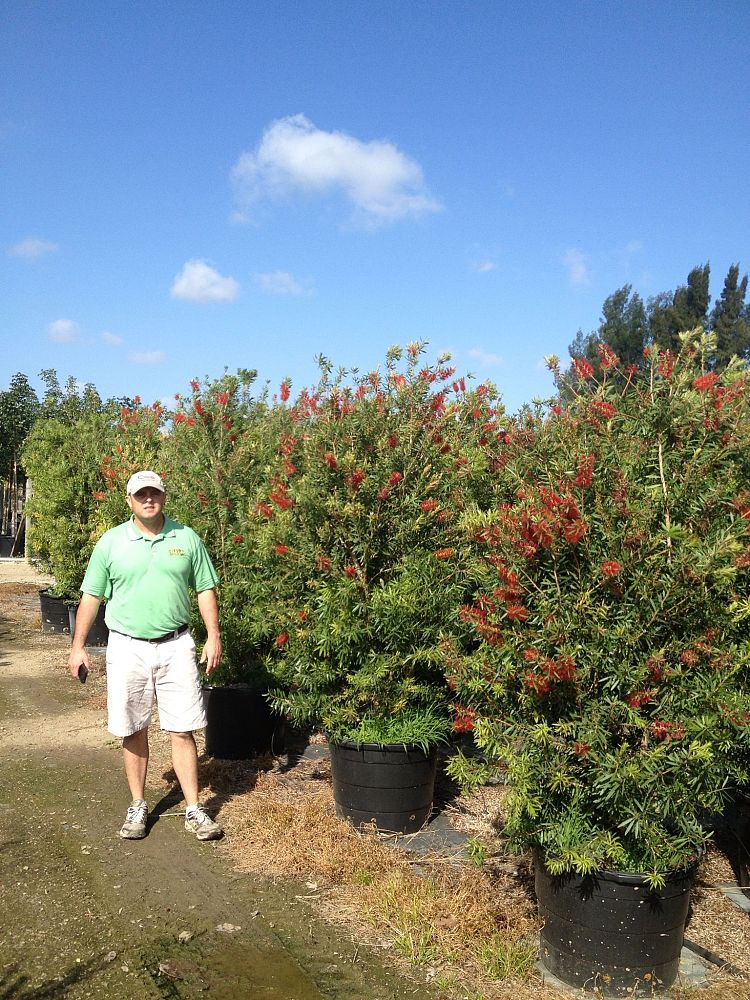 callistemon-bottlebrush