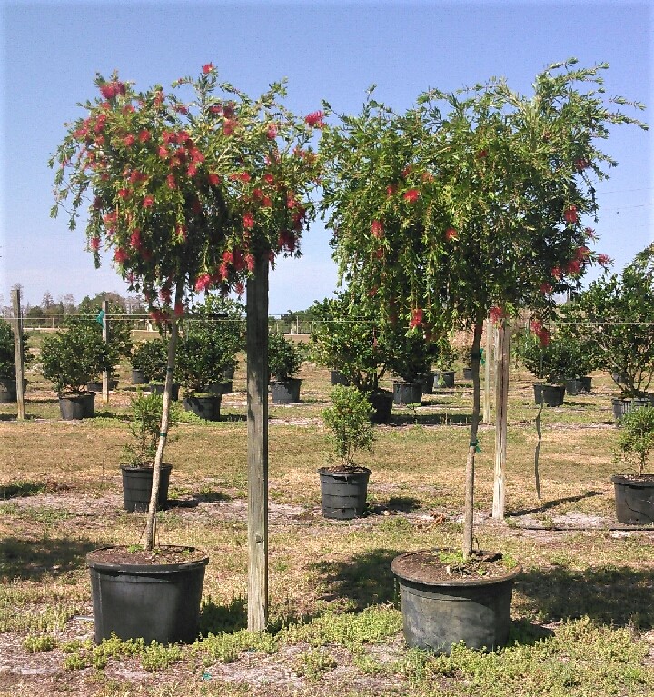 callistemon-bottlebrush