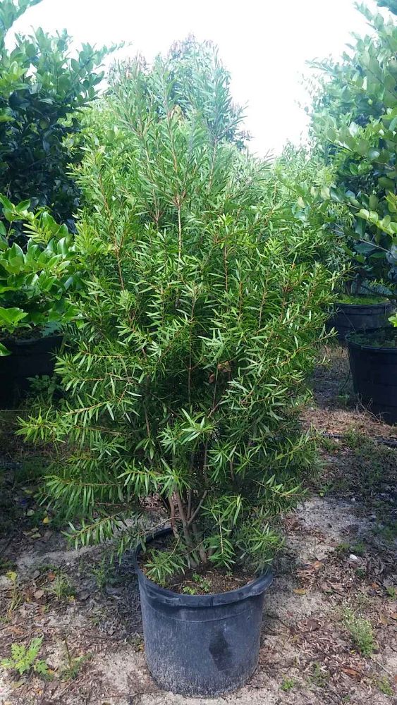callistemon-bottlebrush