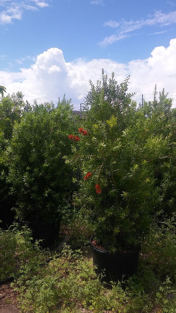 callistemon-bottlebrush