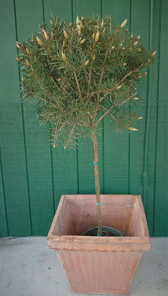 callistemon-bottlebrush