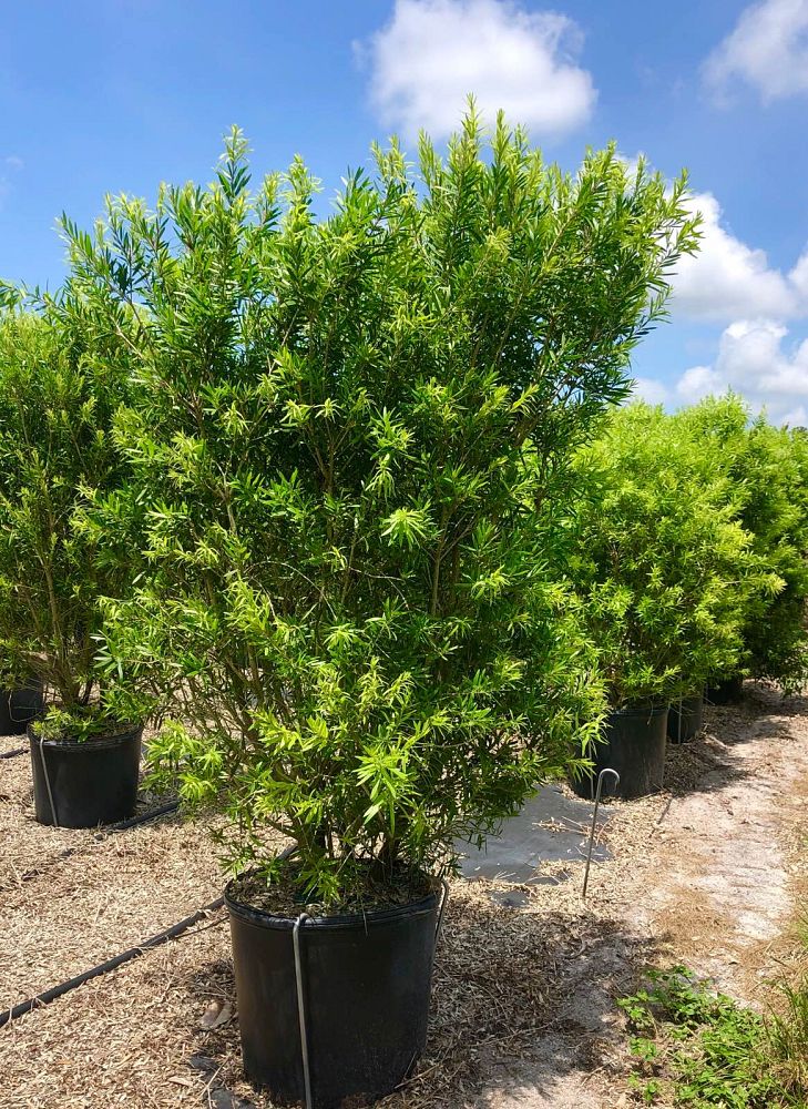 callistemon-bottlebrush