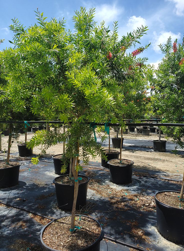 callistemon-bottlebrush