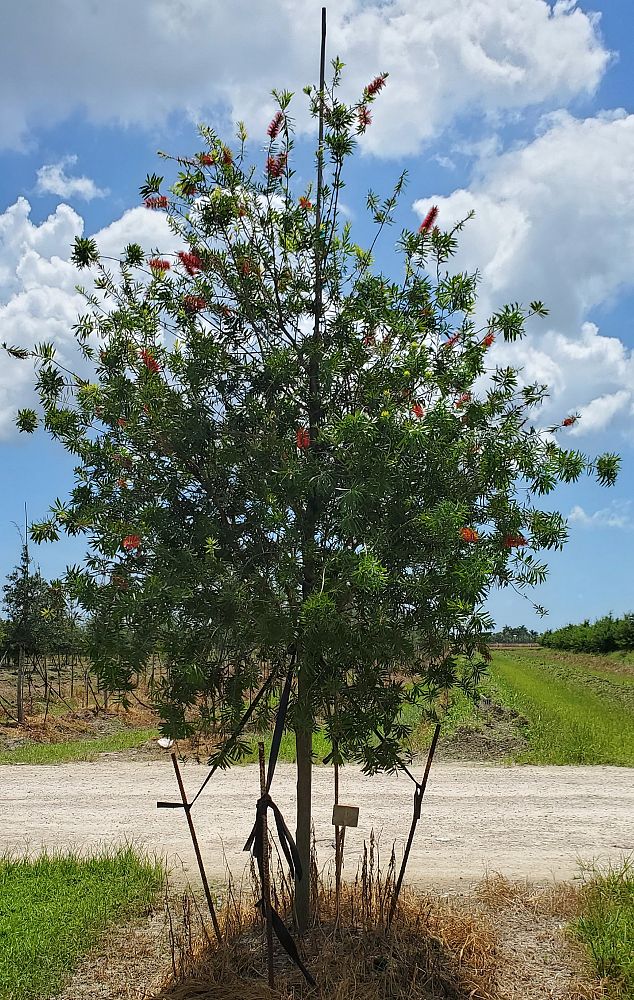 callistemon-bottlebrush