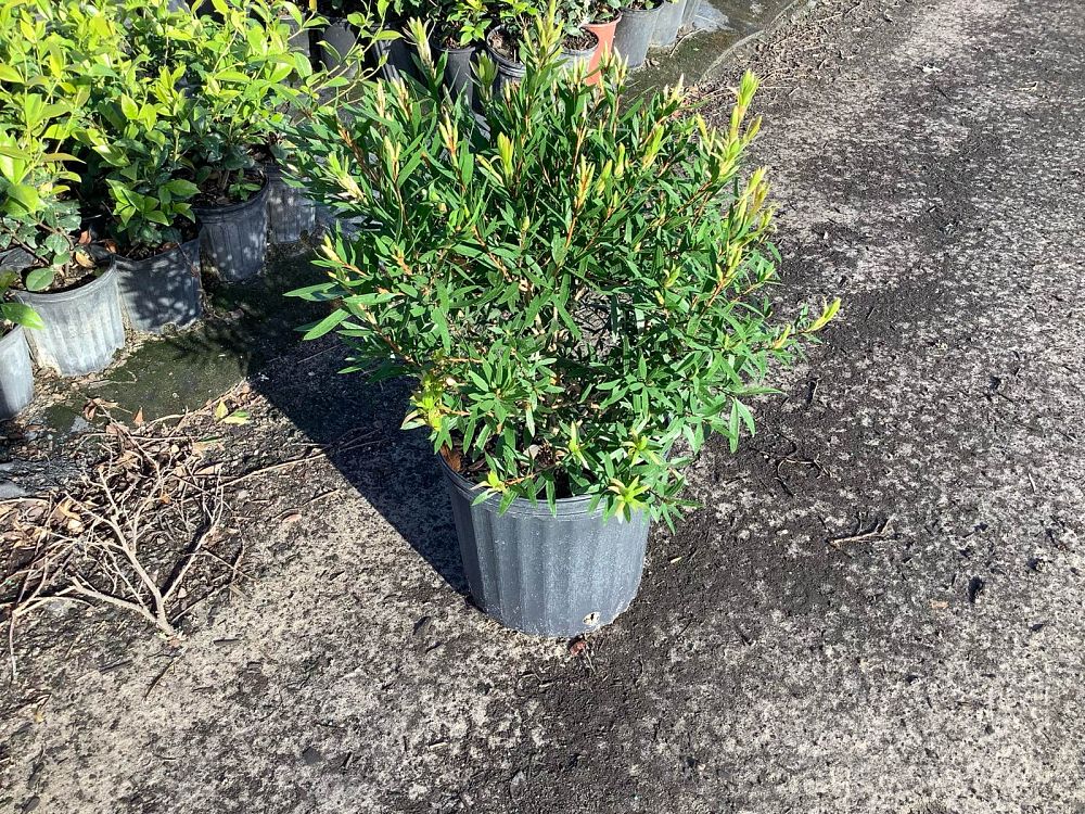 callistemon-bottlebrush