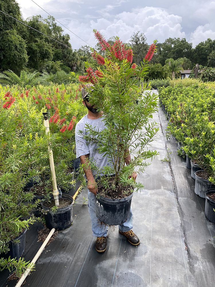 callistemon-bottlebrush