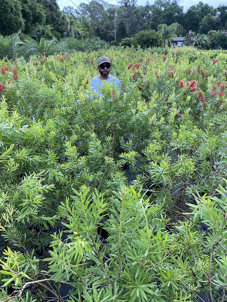 callistemon-bottlebrush