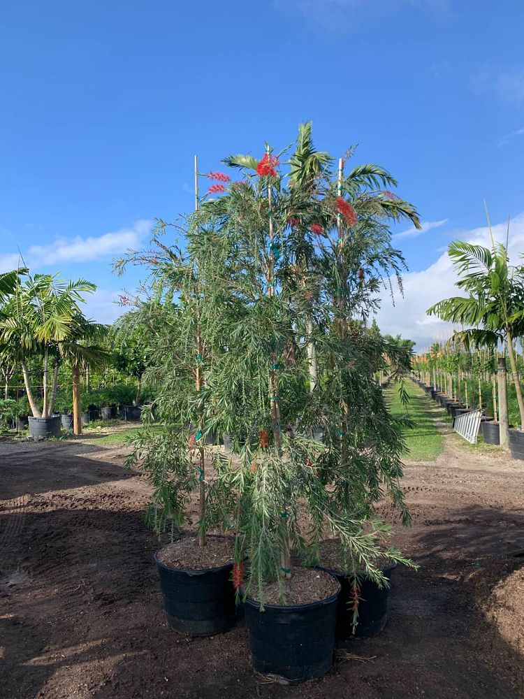 callistemon-bottlebrush