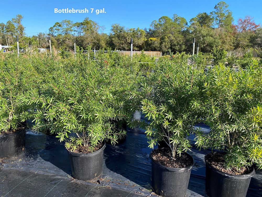 callistemon-bottlebrush