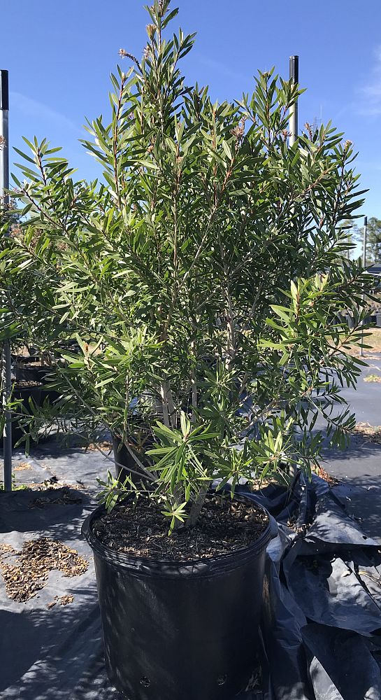callistemon-bottlebrush