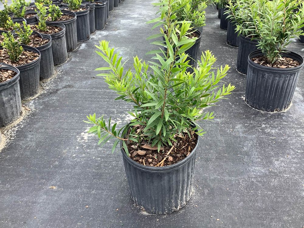 callistemon-bottlebrush