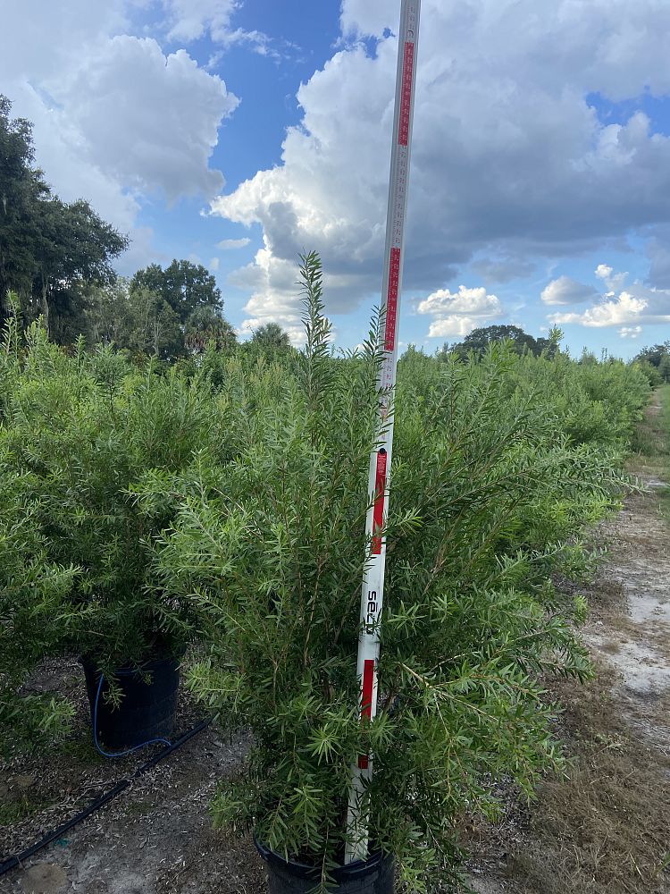 callistemon-bottlebrush