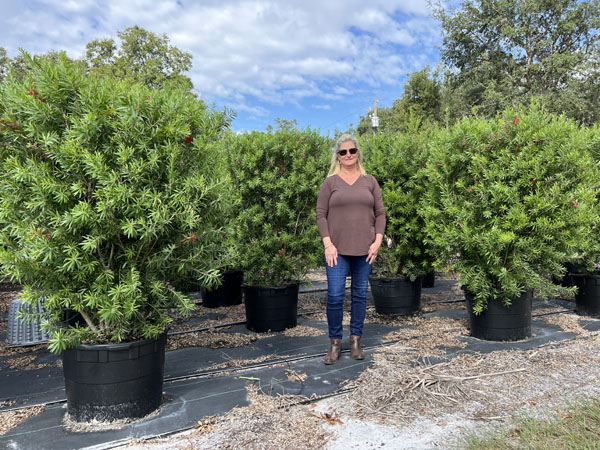 callistemon-bottlebrush