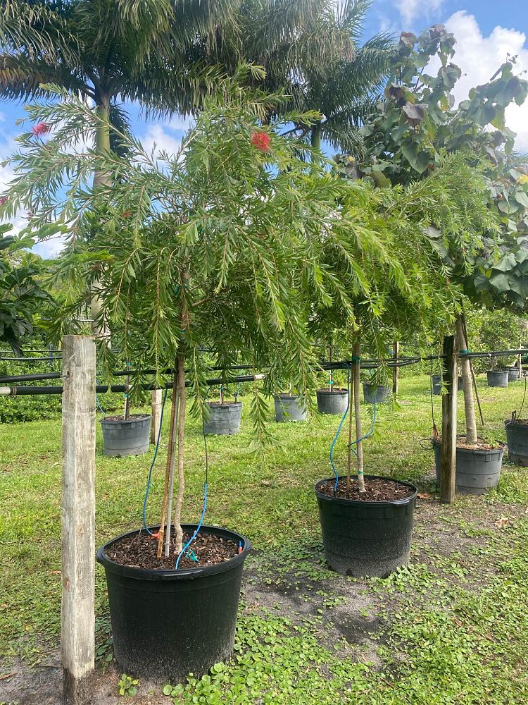 callistemon-bottlebrush