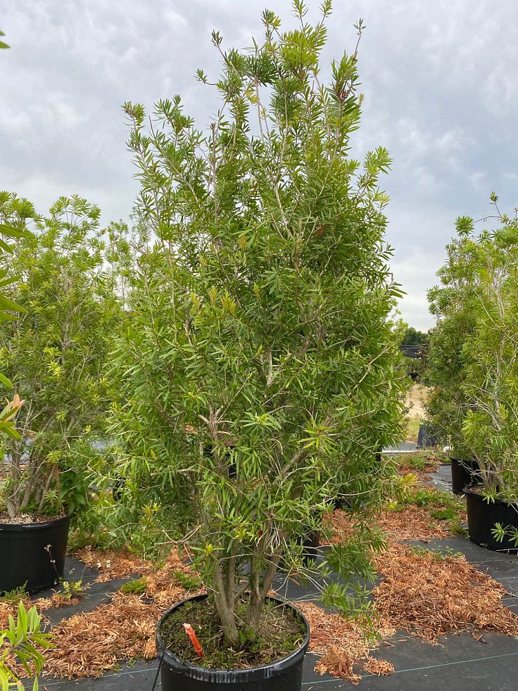 callistemon-bottlebrush