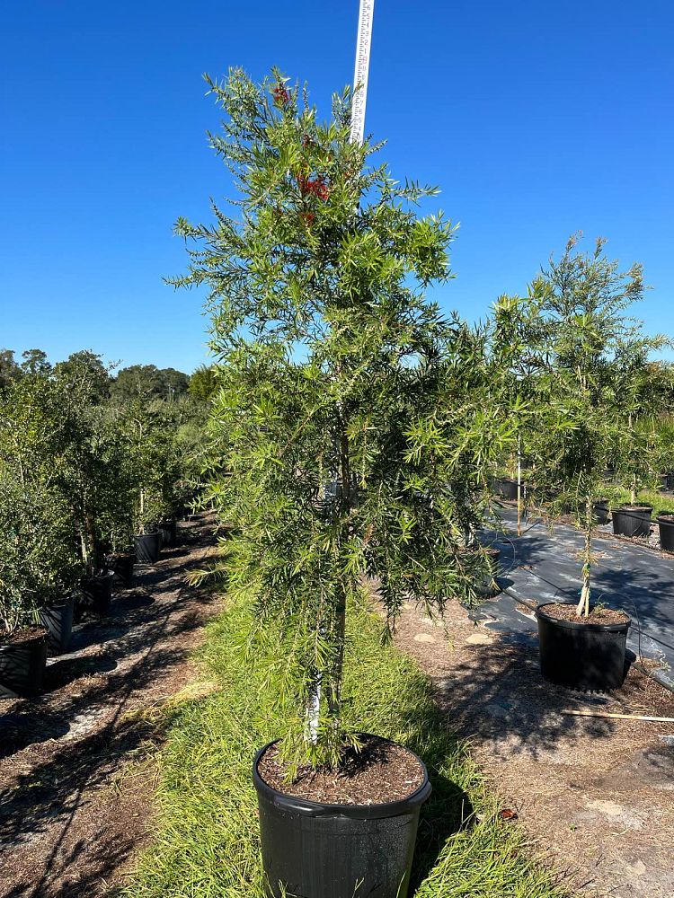 callistemon-bottlebrush