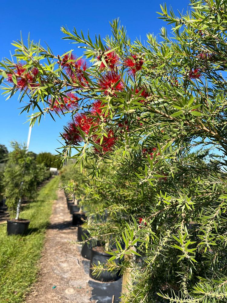 callistemon-bottlebrush
