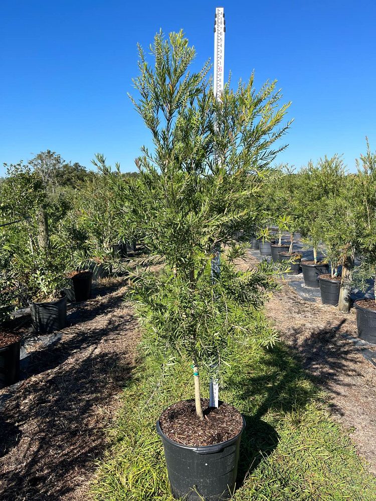 callistemon-bottlebrush