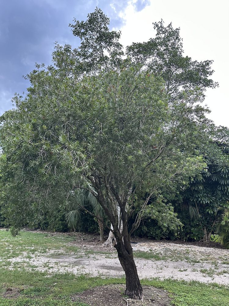 callistemon-bottlebrush